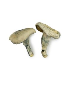 Alternative view of Albino Thai Lipa Yai Magic Mushrooms